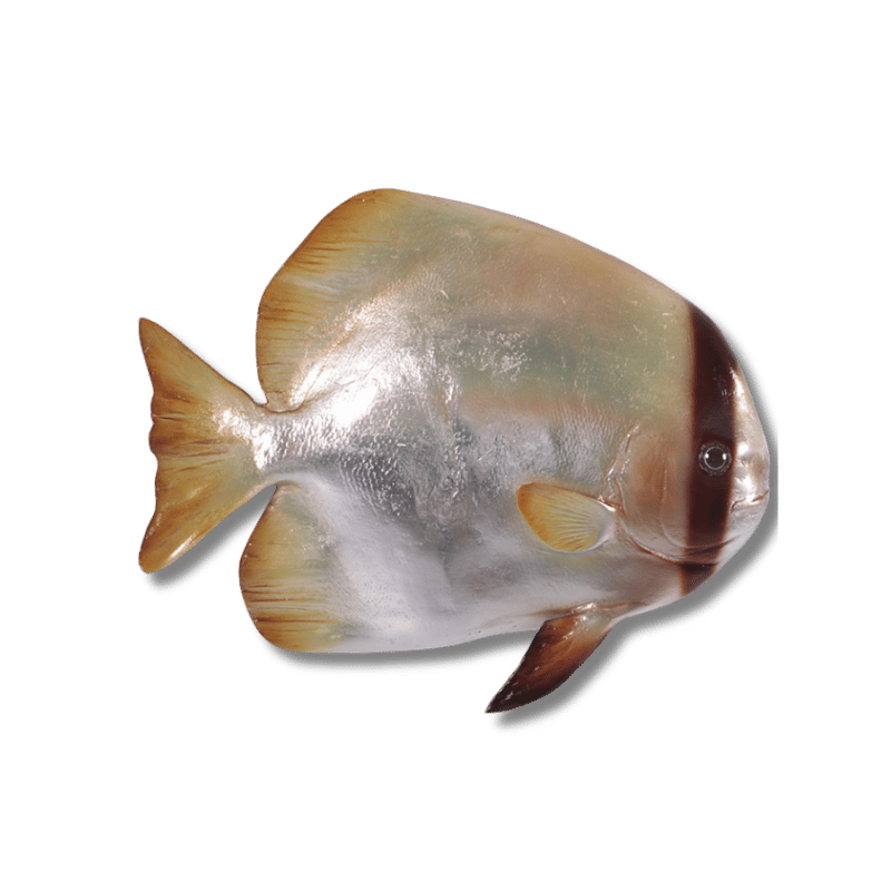 Batfish Wall Decor