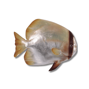 Batfish Wall Decor