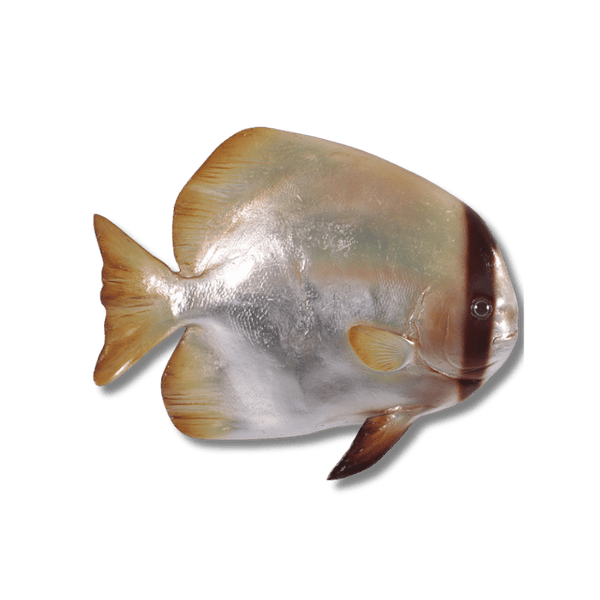 Batfish Wall Decor