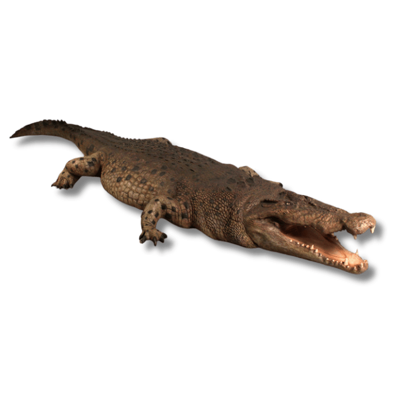 Crocodile 18ft Animal Sculpture