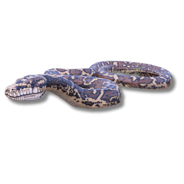 Giant 15M long Carpet Python Animal Sculpture