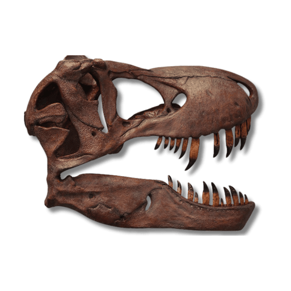 Giant T-rex Skull - Wall Decor