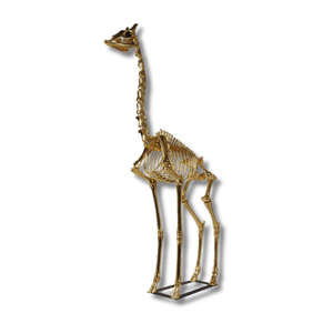 Giraffe Skeleton 8ft Animal Sculpture