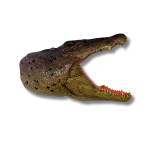 Crocodile Head Wall Plaque