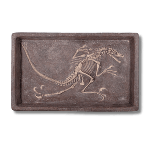 Velociraptor Dig Dinosaur Display