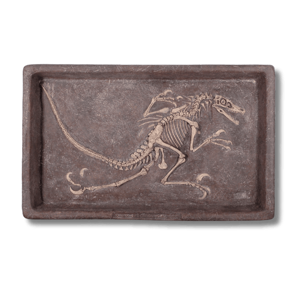 Velociraptor Dig Dinosaur Display