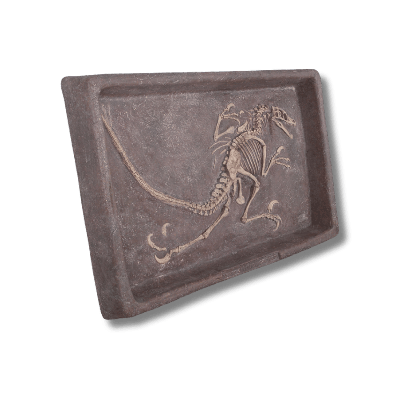 Velociraptor Dig Dinosaur Display