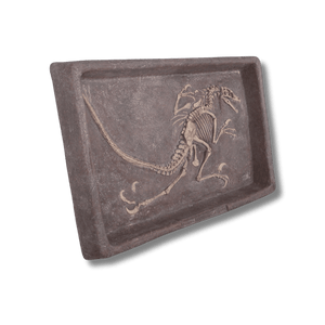 Velociraptor Dig Dinosaur Display