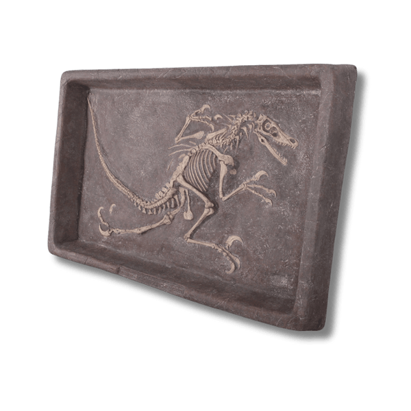 Velociraptor Dig Dinosaur Display