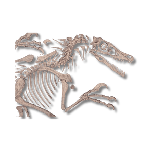 Velociraptor Dig Dinosaur Display