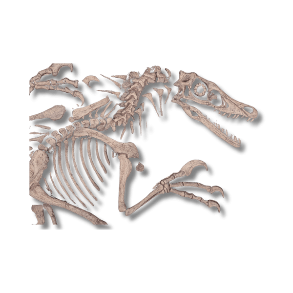 Velociraptor Dig Dinosaur Display