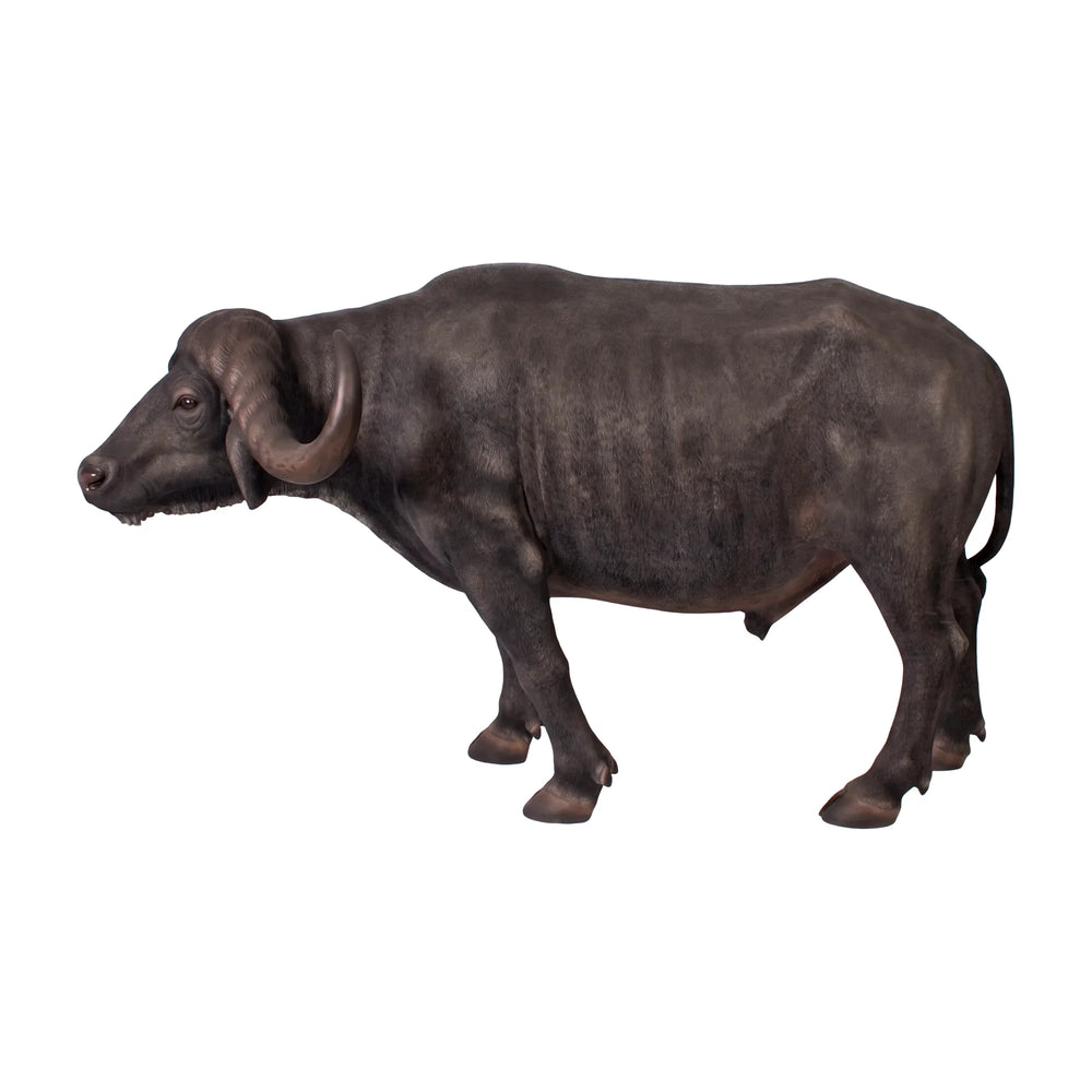 African Buffalo