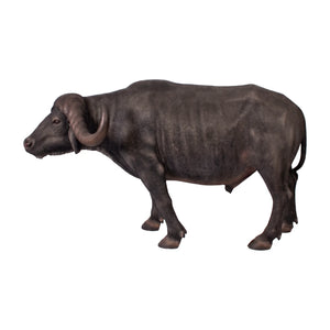 African Buffalo