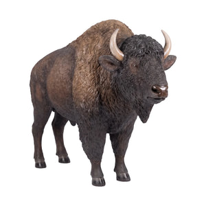 American Bison