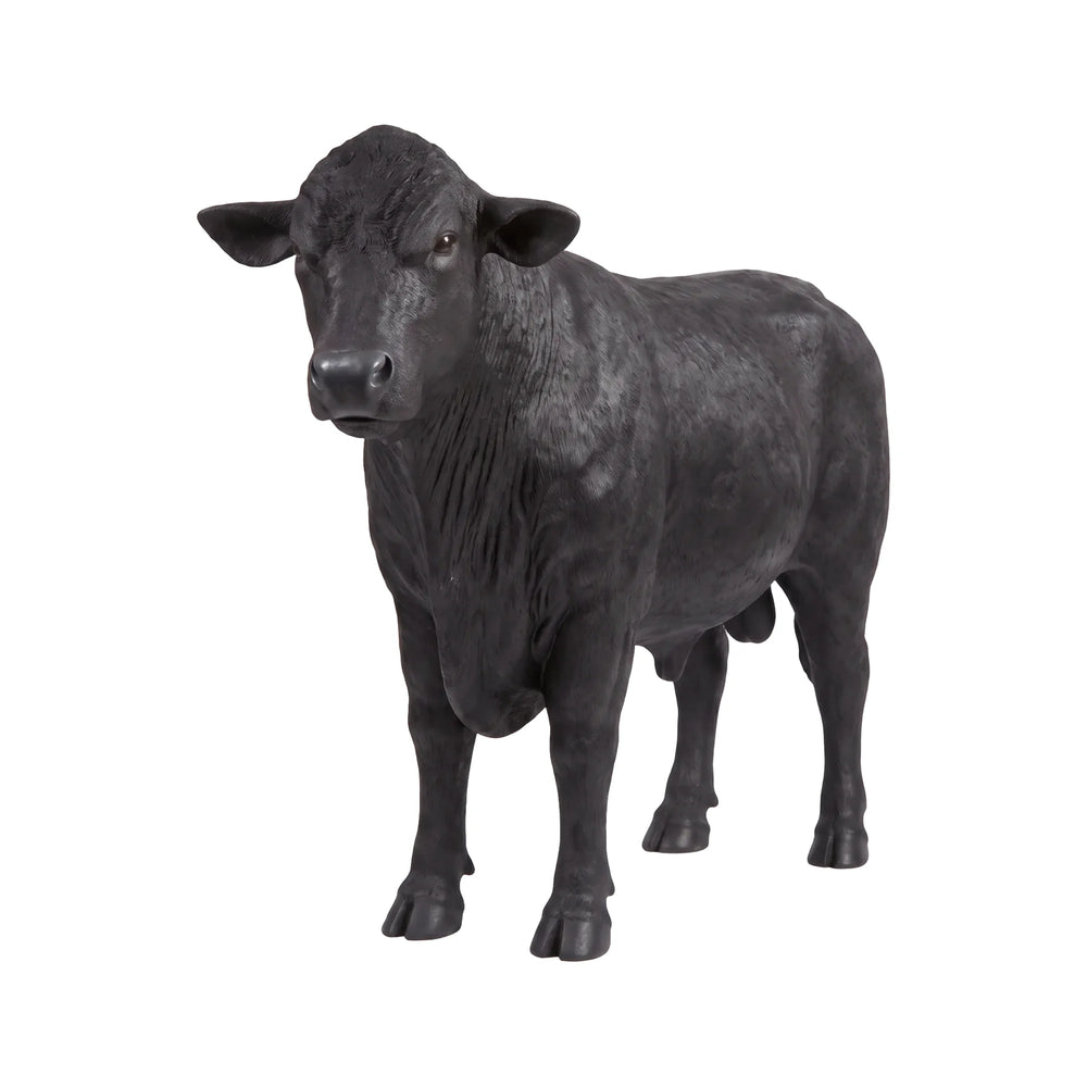 Angus Bull (Not in AUS/NewZealand)
