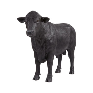 Angus Bull (Not in AUS/NewZealand)