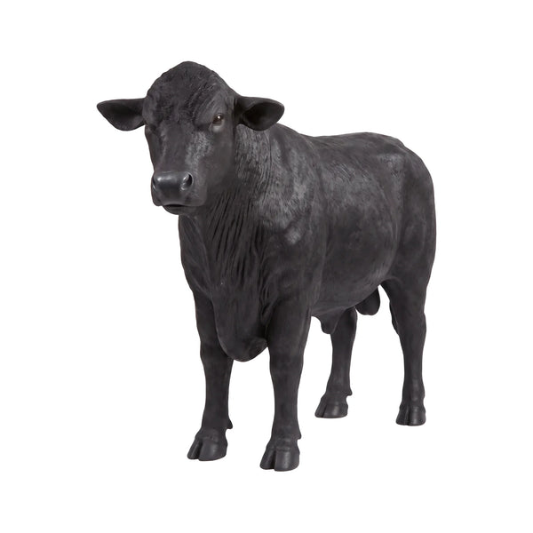 Angus Bull (Not in AUS/NewZealand)