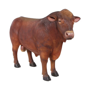 Angus Bull (Not in AUS/NewZealand)