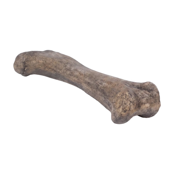 Apatosaurus Femur Fossil (Not In Usa/Canada)