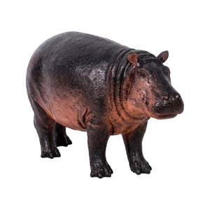 Baby Hippopotamus