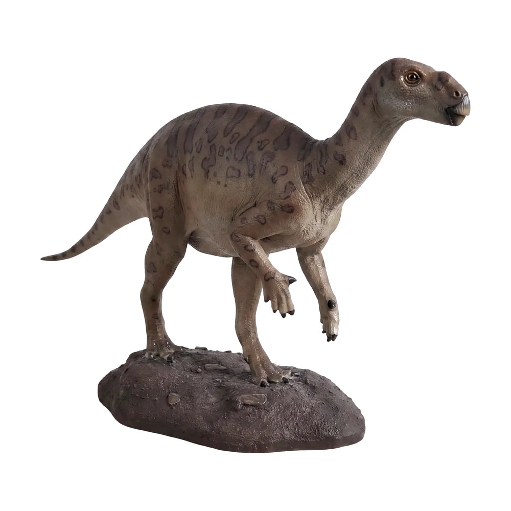 Baby Iguanodont (Not In Aus)
