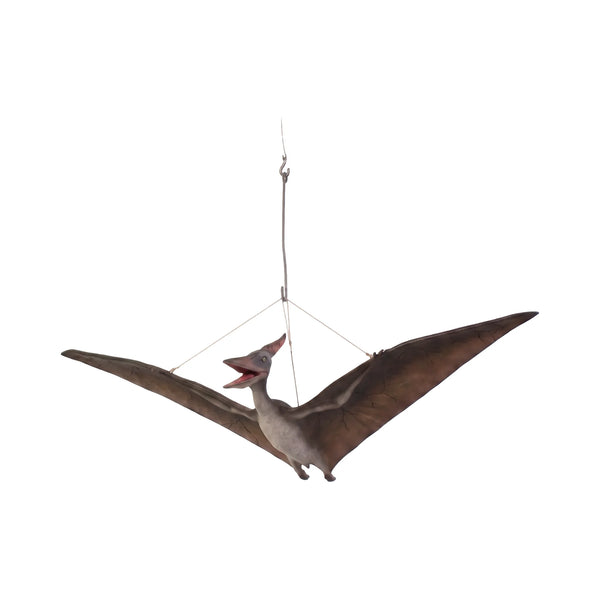Baby Pteranodon (Not In Aus)