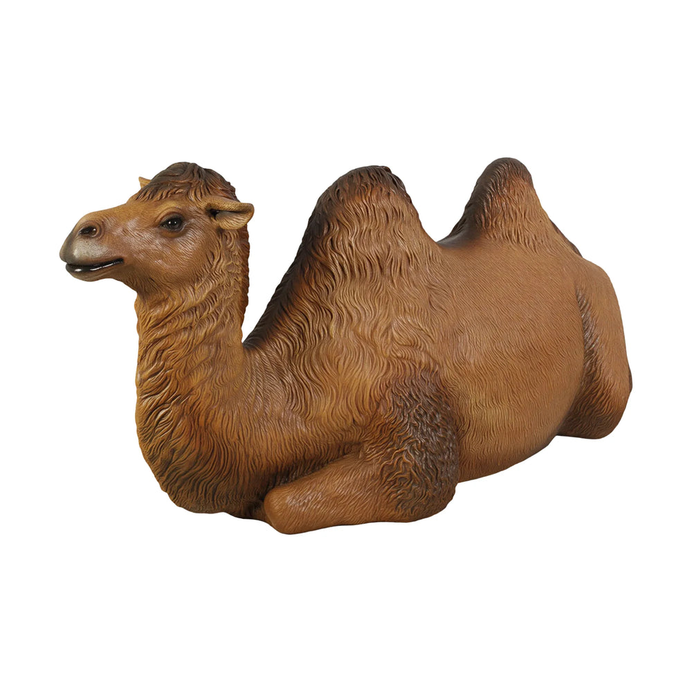 Bactrian Camel - Resting (not in Aus)