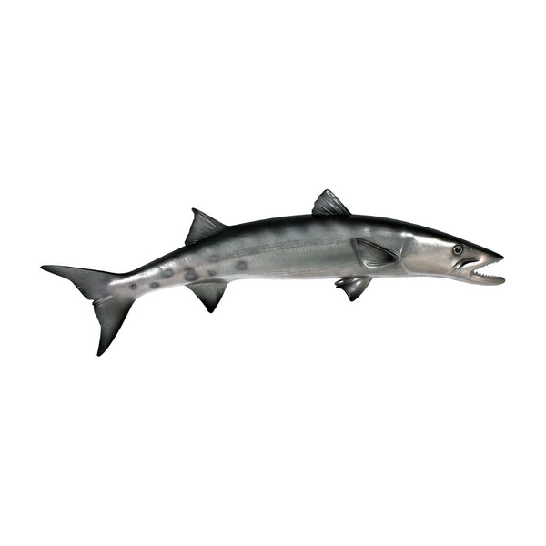 Barracuda (Not in Aus)