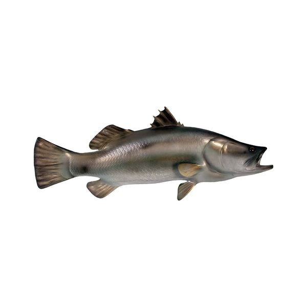 Barramundi (Not in Aus)