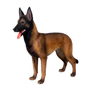 Belgian Malinois