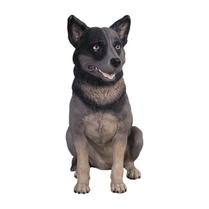 Blue Heeler (Not in Aus)
