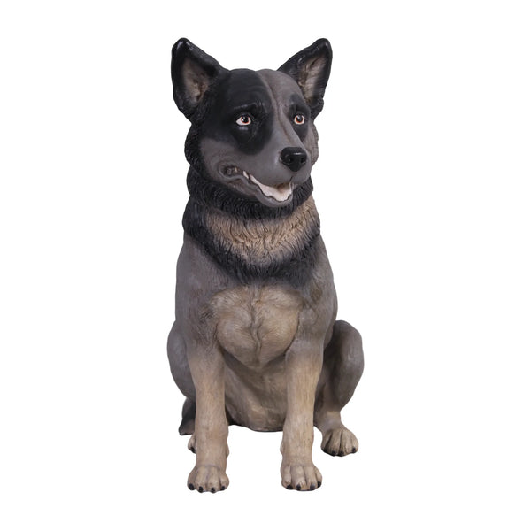 Blue Heeler (Not in Aus)