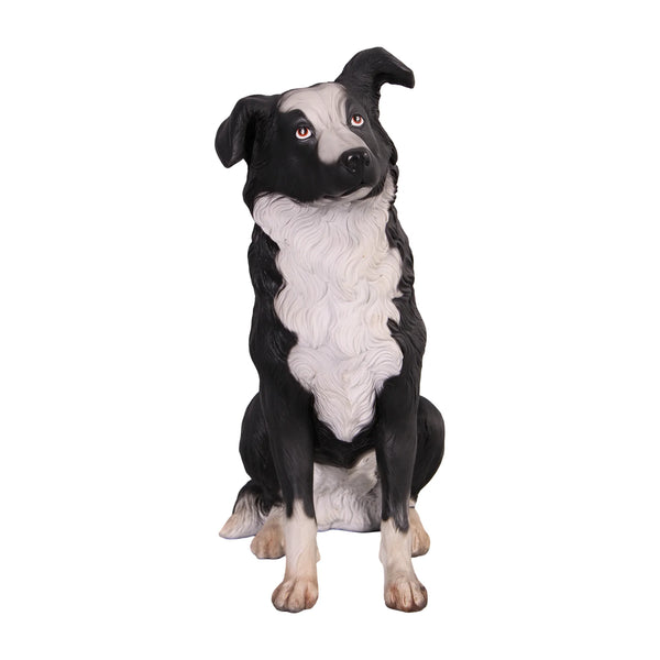 Border Collie (Not in Aus)