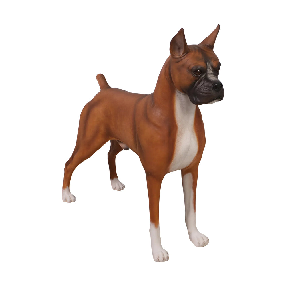 Boxer
