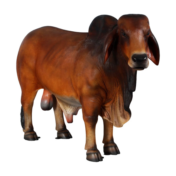 Brahman Bull (not in AUS)