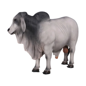 Brahman Bull (not in AUS)