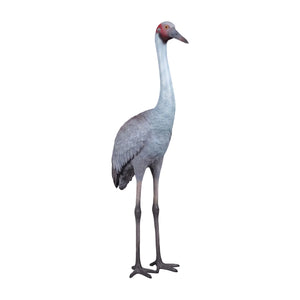 Brolga Crane (Not in Aus)