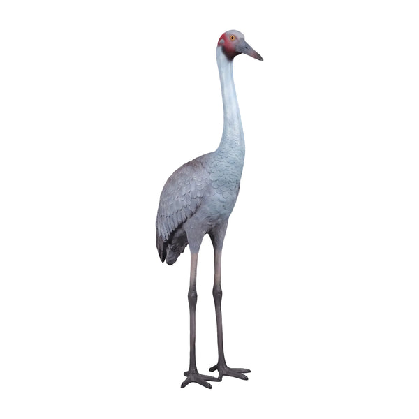 Brolga Crane (Not in Aus)