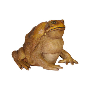 Cane Toad (not in AUS)