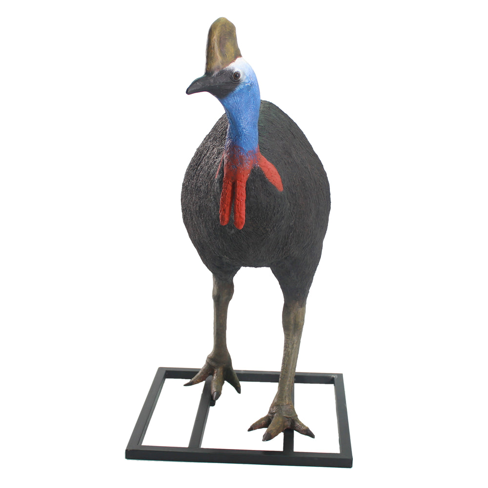 Cassowary Male (Not in Aus)