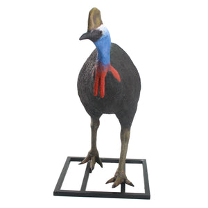 Cassowary Male (Not in Aus)