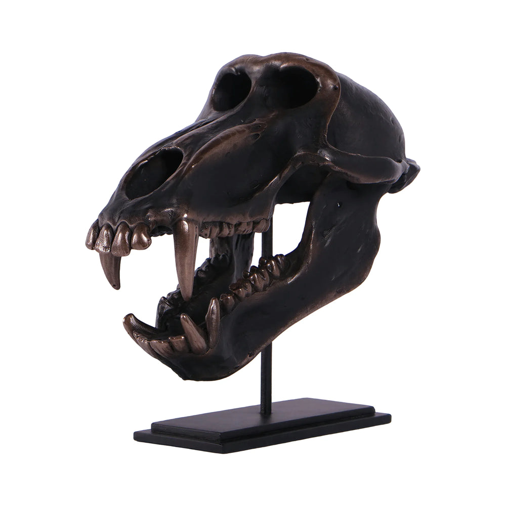 Chacma Baboon Skull on Base