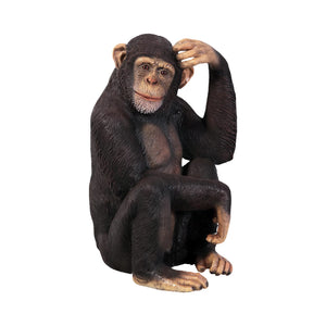 Chimpanzee