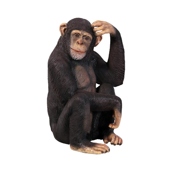 Chimpanzee