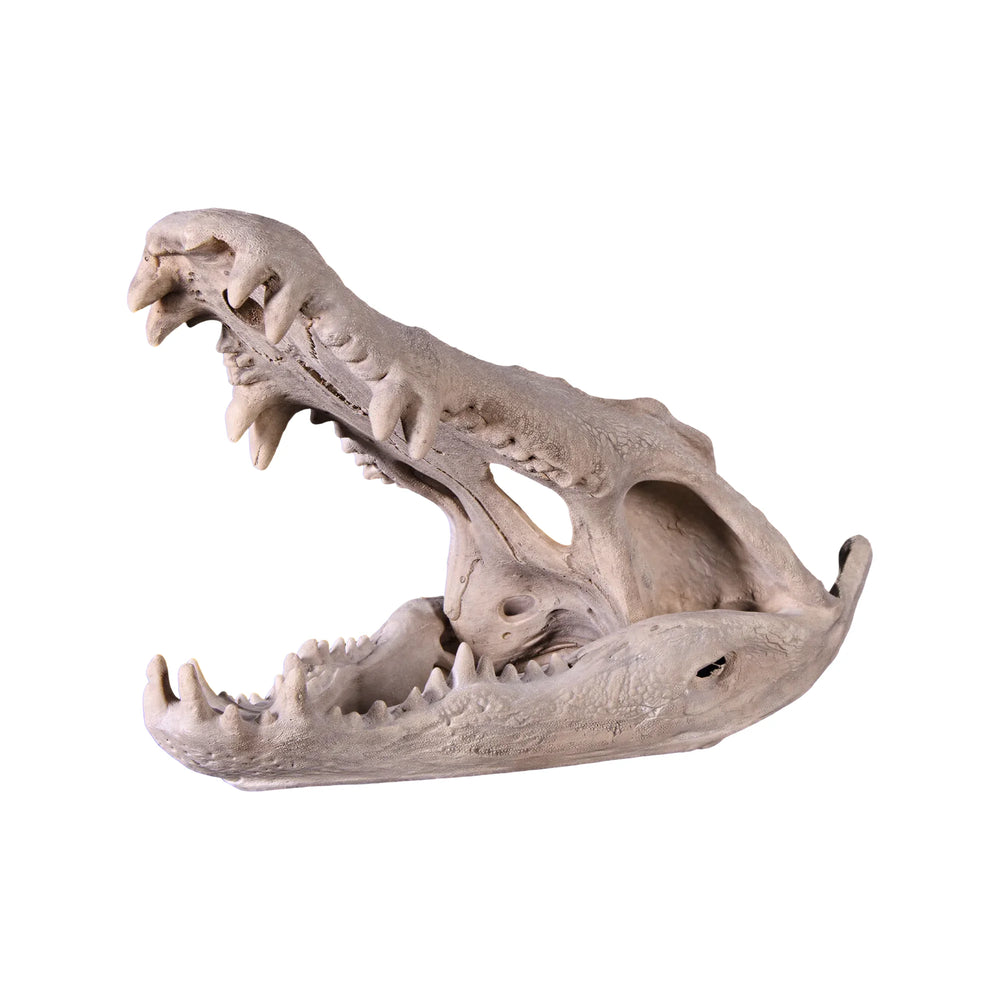 Crocodile Skull