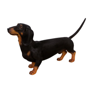 Dachshund