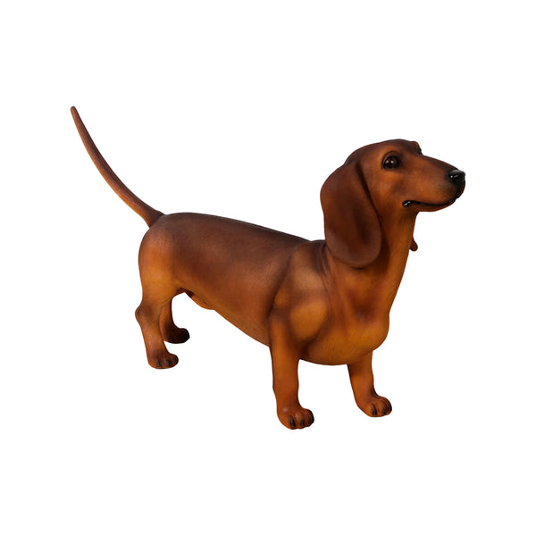 Dachshund