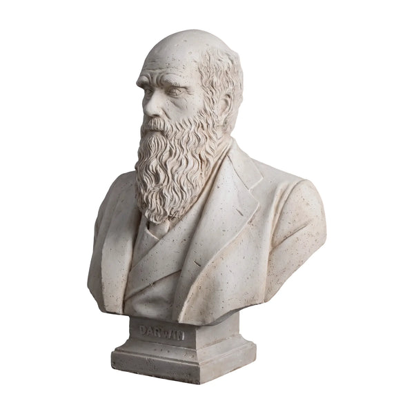 Darwin Bust (Not In Uk)