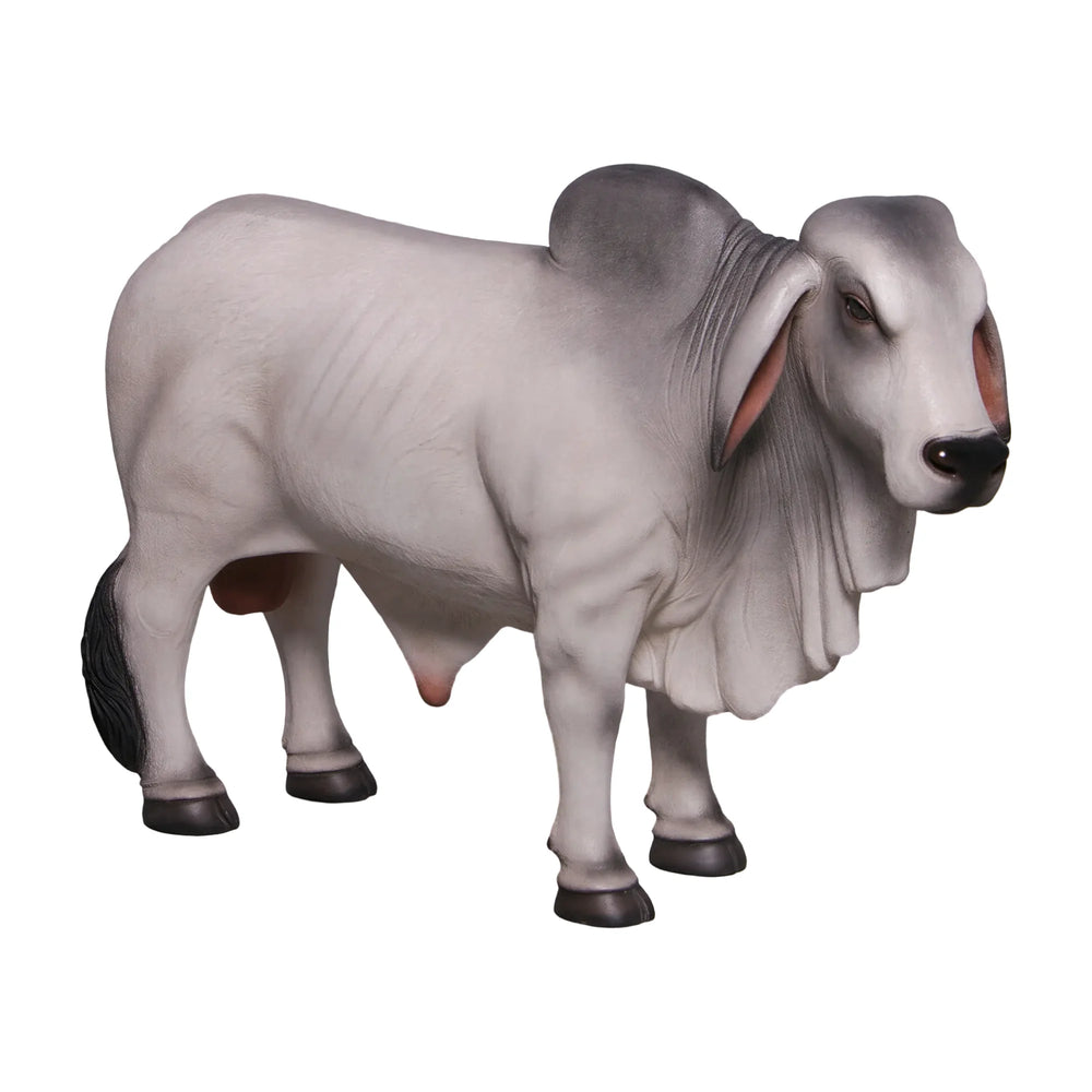 Definitive Brahman Looking Right  (not in AUS/NZ)
