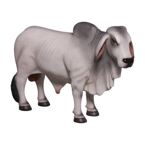 Definitive Brahman Looking Right  (not in AUS/NZ)